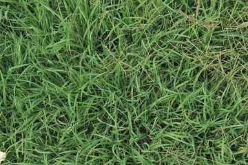 зеленый фон