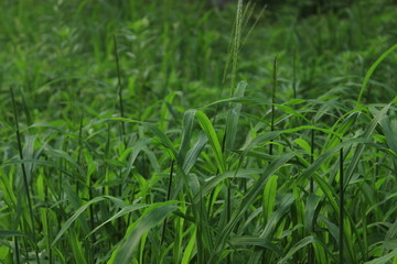 зеленый фон