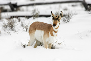 Baby Pronghorn
