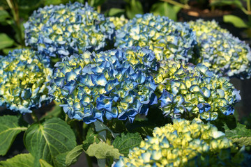 Hydrangea macrophylla Renate Steiniger © 7monarda