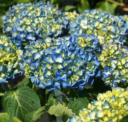 Hydrangea macrophylla Renate Steiniger © 7monarda