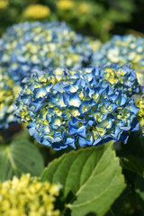Hydrangea macrophylla Renate Steiniger © 7monarda