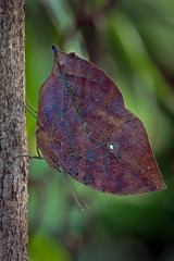 Fototapeta premium Malaysian Dead Leaf Butterfly - Kallima paralekta ..