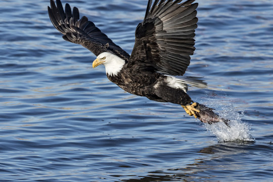 Mature Bald Eagle grabbing a fish