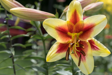 flowers lily