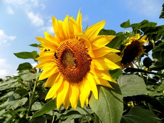 Sunflower on field in summer during sunny day