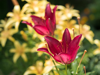 flowers lily