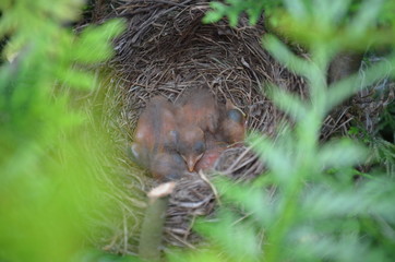 Grands oisillons merle dans leur nid avant envole