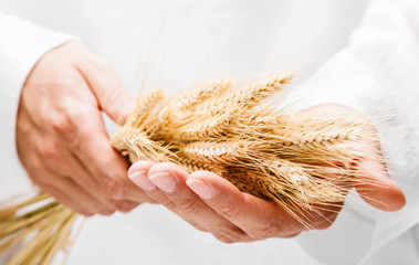 Ears of wheat in man hands