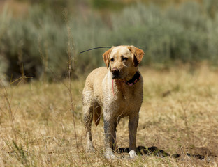 Yellow Labrador Retriever hunting dog standing in a field of dried grass and sagebrush