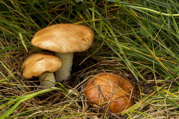 the edible mushrooms