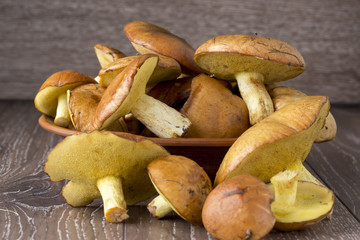 the edible mushrooms