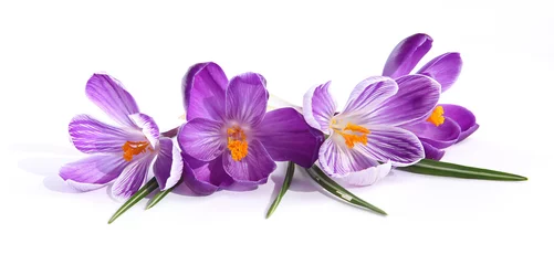 Crédence en verre imprimé Crocus Crocus violets