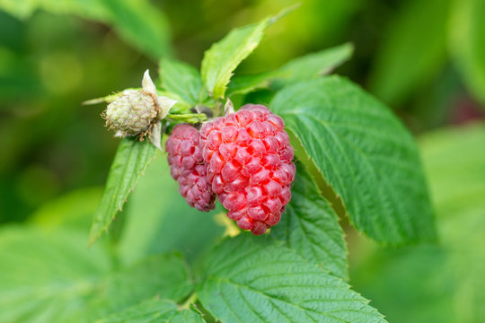 Close-up of ripe raspberry in the garden
