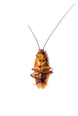 cockroach on white background.(roach, cockroach)