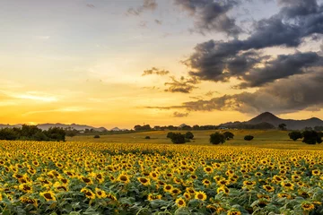 Papier peint photo autocollant rond Tournesol field of blooming sunflowers on a background sunset