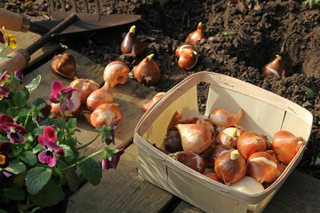 Plantation de bulbes de tulipes et jacinthes