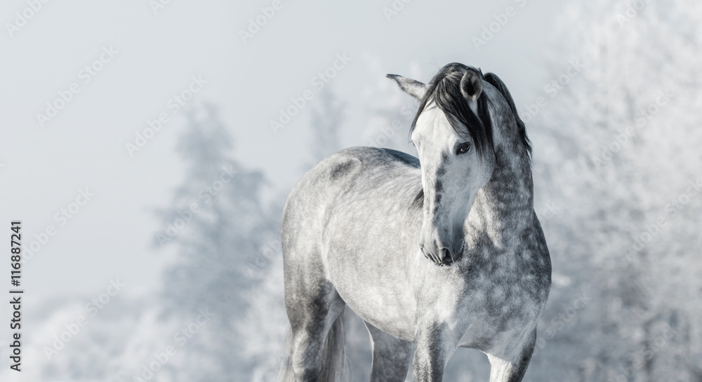 Sticker portrait of spanish thoroughbred grey horse in winter forest.