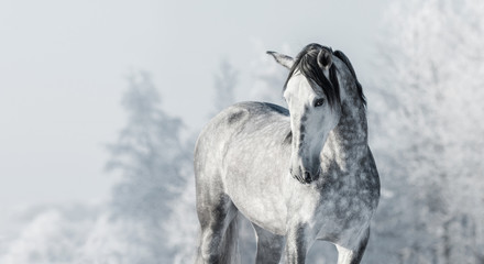 Portrait of Spanish thoroughbred grey horse in winter forest.