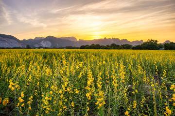 Obraz premium beautiful sunset scene view at sunhemp flowers field