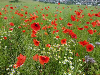 Obraz premium Klatschmohn; Papaver; rhoeas; Heilpflanze; Wildpflanze