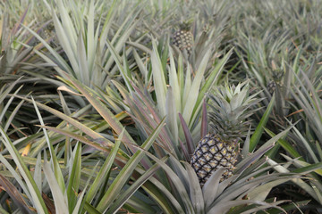 Fototapeta premium Pineapple farm
