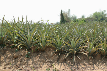 Pineapple farm