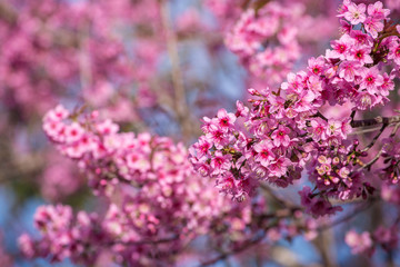 sakura beautiful pink flower select focus and blurry background