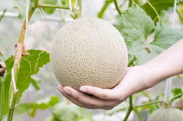 Melon in hand, Cantaloupe melons growing in a greenhouse supported by string melon nets (selective focus)