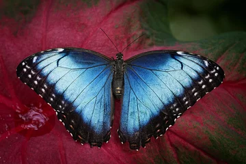 Crédence de cuisine en verre imprimé Papillon Common Blue Morpho Butterfly -  Morpho peleides