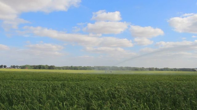 Arrosage millet c&eacute;r&eacute;ales