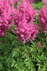 Astilba - perennials "false spirea" or "false salsify"
