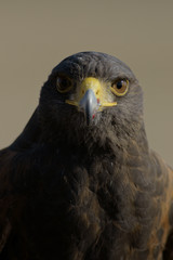 Fototapeta premium Eagle