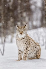 Fototapeta premium Lince boreal