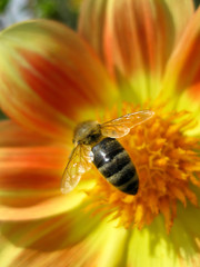 Busy bee on a yellow orange flower