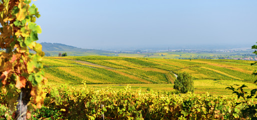 Panorama na słoneczne winnice w Alzacji. - obrazy, fototapety, plakaty