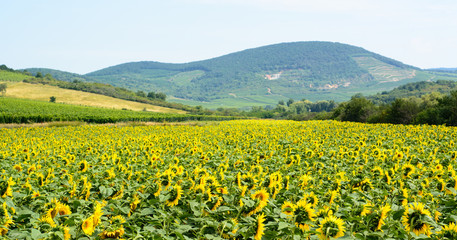 Sunflowers landscape and hills in Hungary