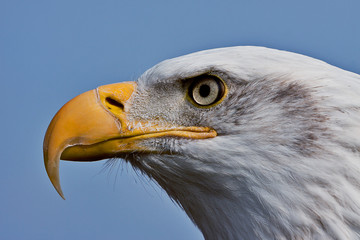 Bald Eagle - Haliaeetus leucocephalus