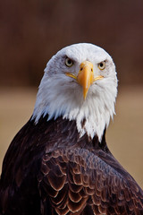 Bald Eagle - Haliaeetus leucocephalus