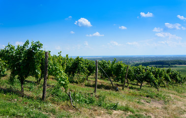 Fototapeta na wymiar Green vineyard in Tokaj region in Hungary