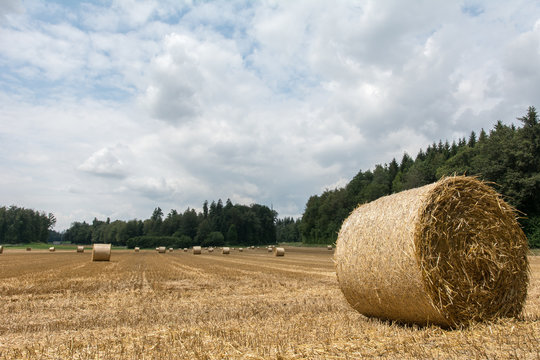 Stroh in Strohballen im Sommer