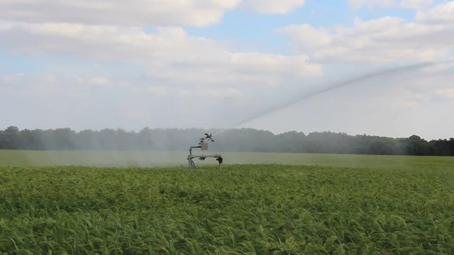 Arrosage millet c&eacute;r&eacute;ales