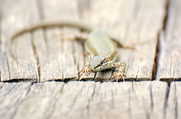 Brown lizard on the wooden desk