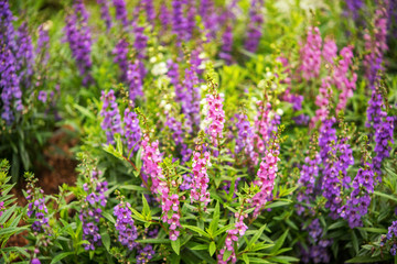 Lavender flowers blooming in a field during summer