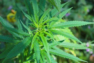 Naklejka na ściany i meble Cannabis (Marijuana) plant