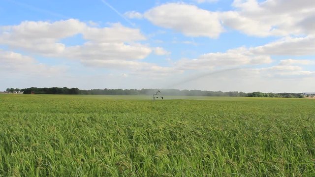 Arrosage millet c&eacute;r&eacute;ales