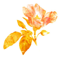 Naklejka na ściany i meble Watercolor drawing of blooming rose, vintage botanical art