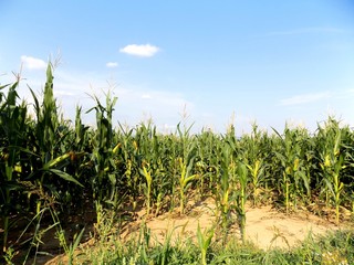 Corn field