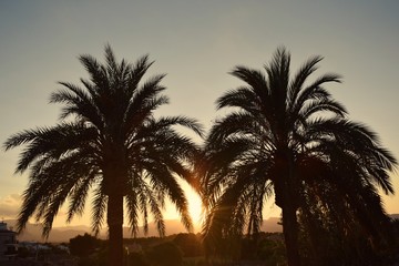 Fototapeta premium palmtrees in the sunset