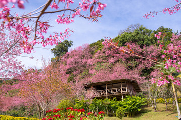 Fototapeta premium A house in a beautiful pick cherry blossom forest , Chiang mai ,